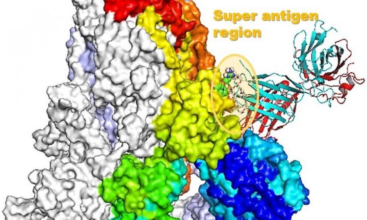 Computer Model Shows How COVID-19 Could Lead to Runaway Inflammation