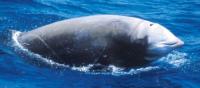 Beaked Whale