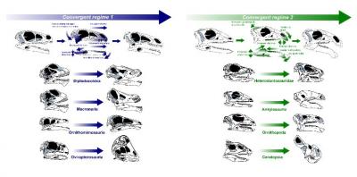 Changes in Skull Anatomy of Herbivorous Dinosaurs