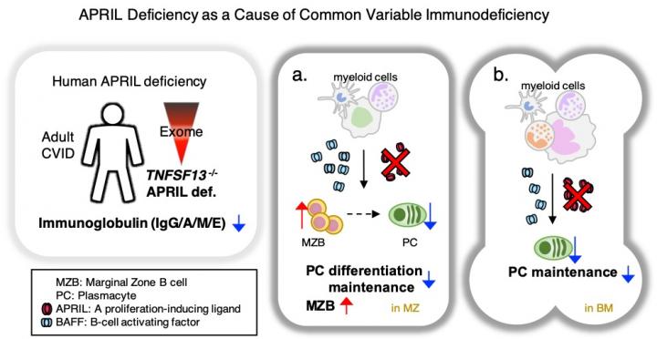 抗体産生不全症の原因遺伝子APRILを発見 | EurekAlert!