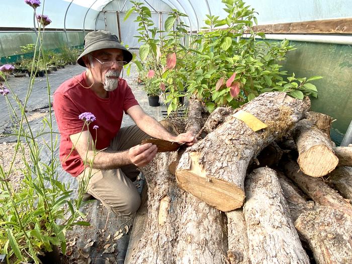 Nabil Ali with logs from Newton's apple tree