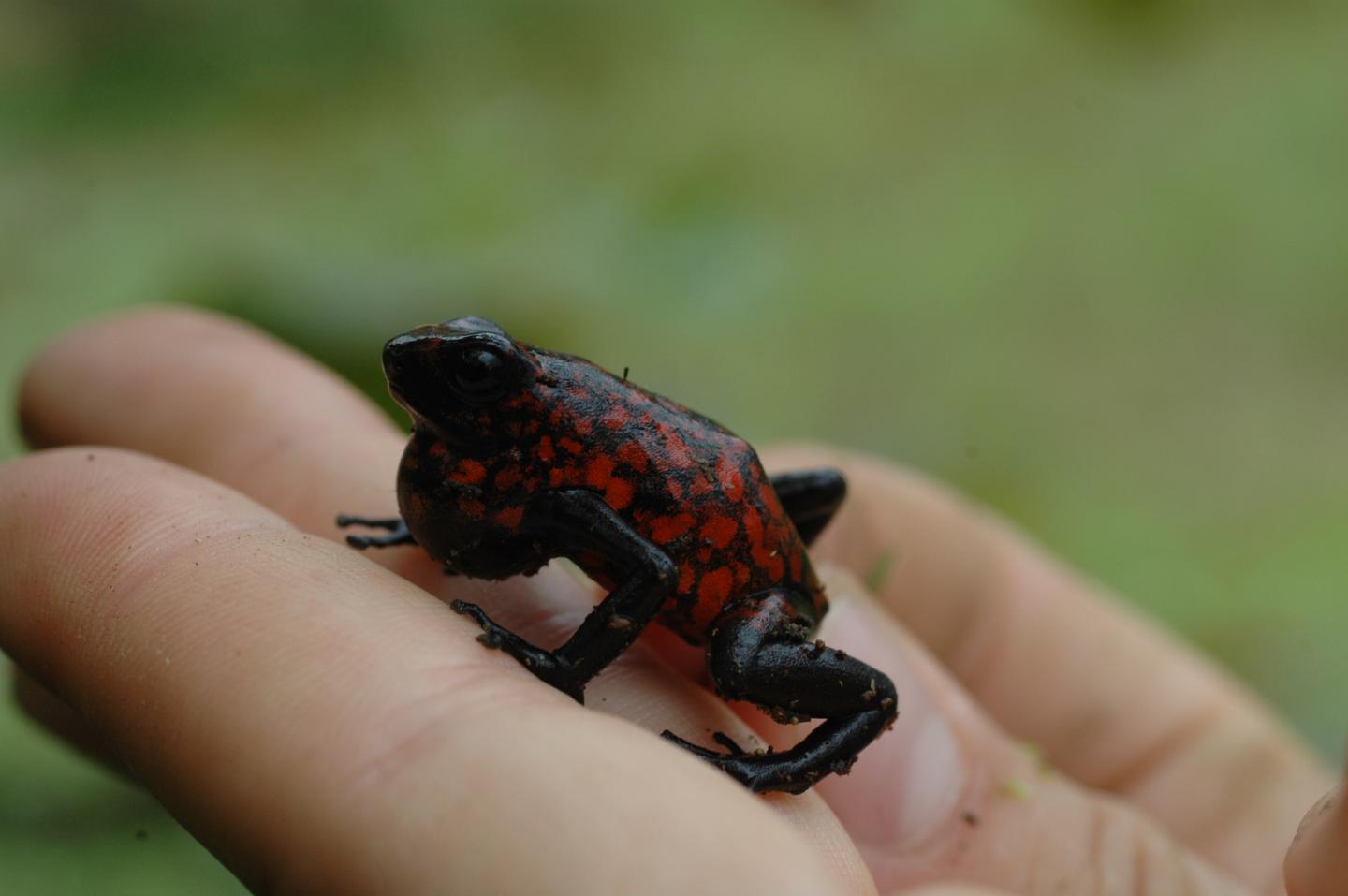 The 'Paradox' of Poisonous Frog Resistance against Their Own Toxins Explained