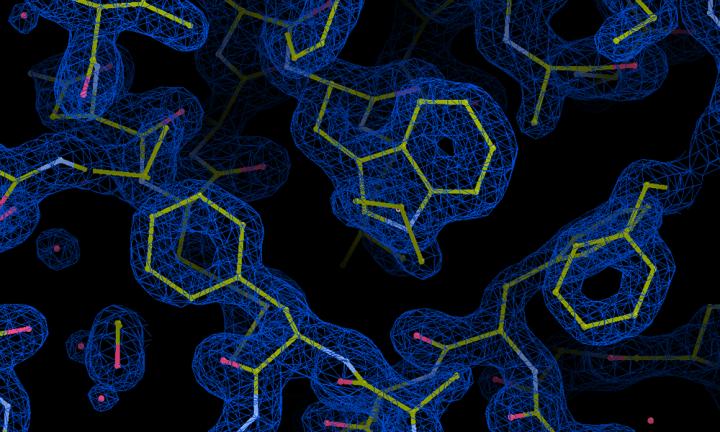 Molecular structure of light chain protein