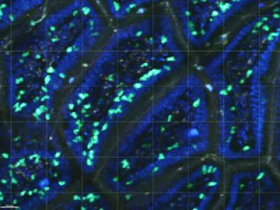 Patrolling the Border