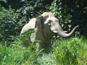 Large collared male elephant in Kenyir, Peninsular Malaysia.