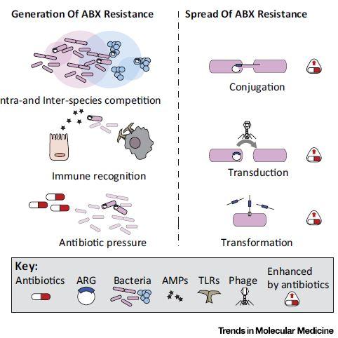 Generation and Spread of Antibiotic Resistance