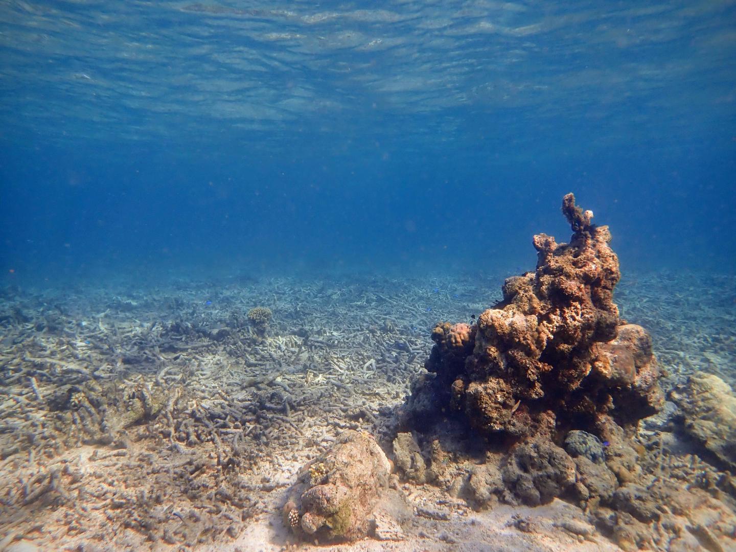 A Coral Rubblefield in Indonesia