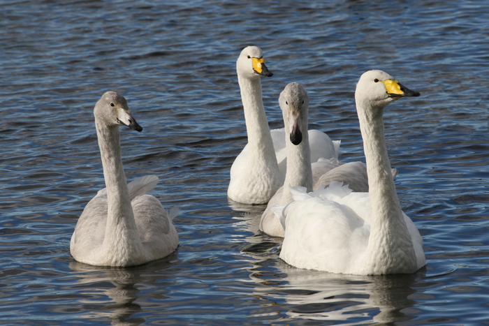 A family of whooper swans