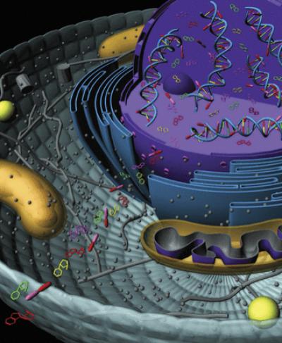 Sabotaging a Cancer Cell
