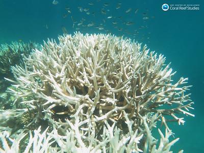 Staghorn Coral