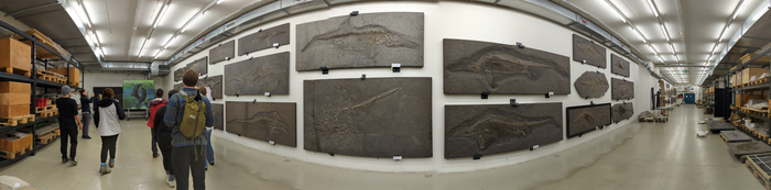 Ichthyosaur fossils