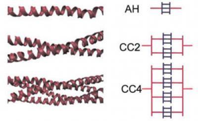 Alpha-Helical protein filaments