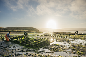 California oyster farmers in Tomales Bay.