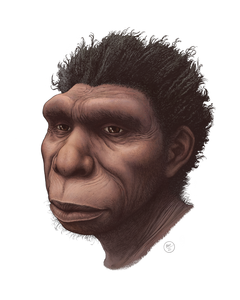 Artist rendering of Homo bodoensis
