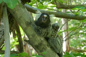 Common marmosets