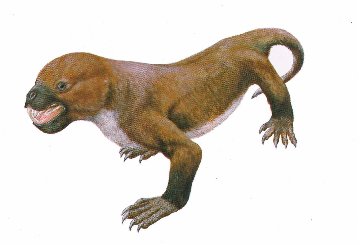 Artist Rendition of a Tritylodontid