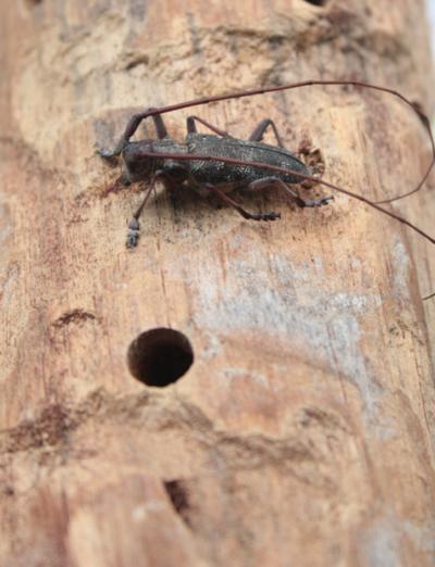 <i>Monochamus galloprovincialis</i>