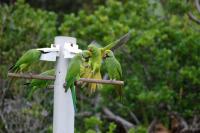 Mauritius Parakeets on Feeder