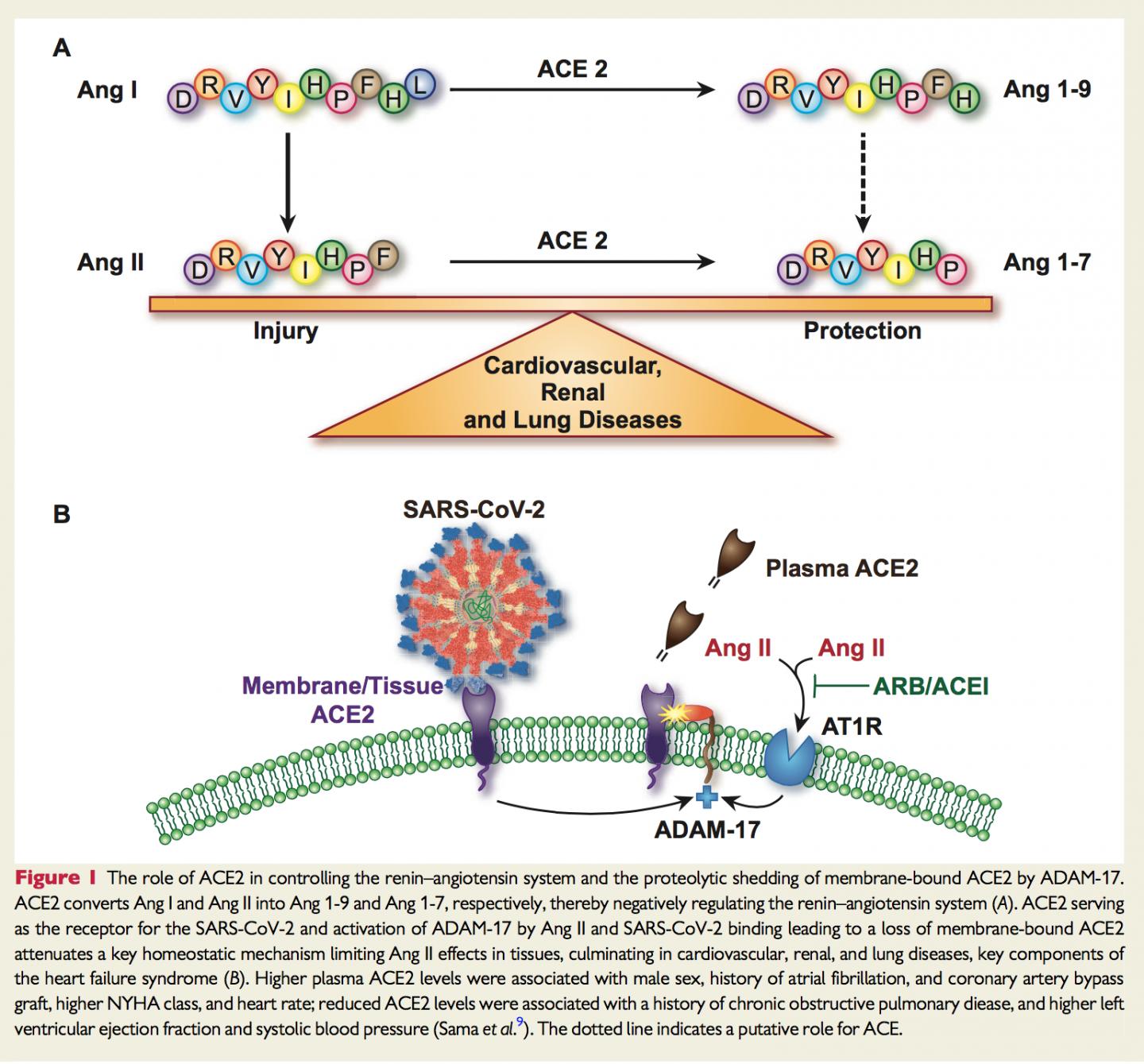 Men's Blood Contains Greater Concentrations of Enzyme that Helps COVID-19 Infect Cells