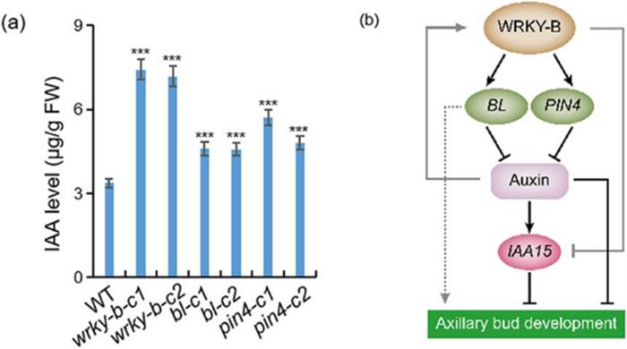 A working model of WRKY-B in promoting lateral shooting in tomato.