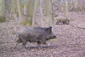 wild boar