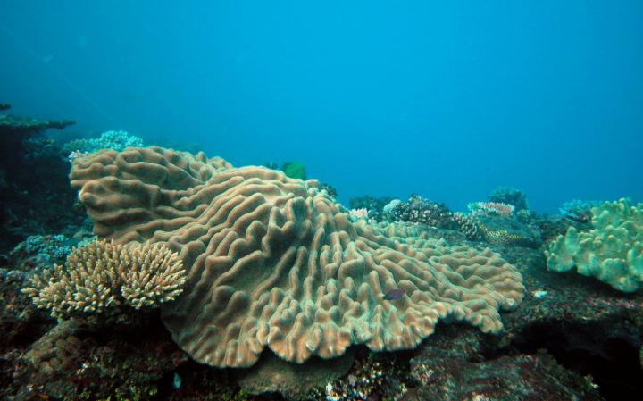 Lobophytum Coral