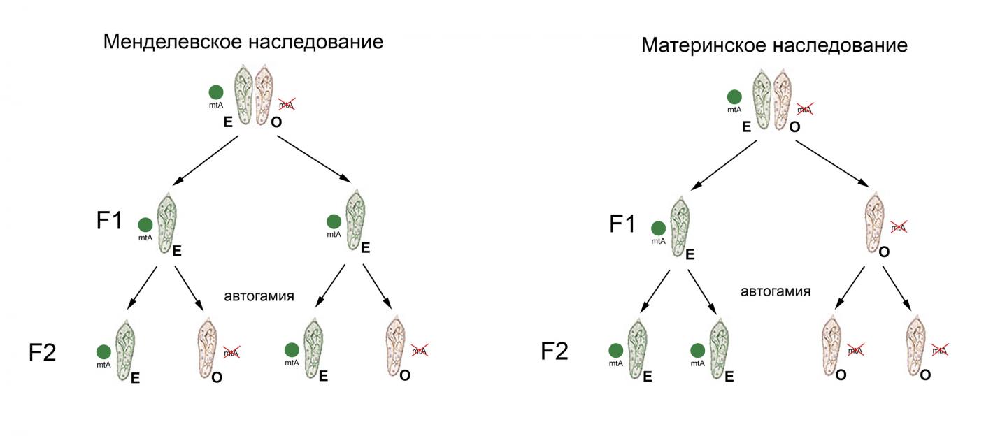 Two modes of mating-type inheritance in Paramecium
