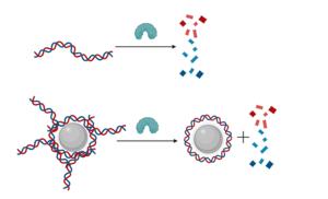 Enzyme DNA Nanoparticle Interaction