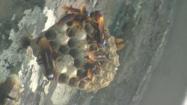 Dominance Behavior in Paper Wasp Nest