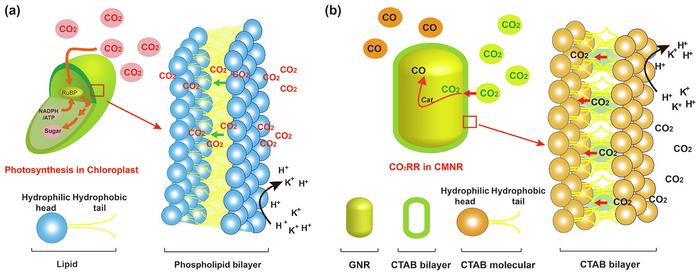 Chloroplast-mimicking nanoreactor for enhanced CO2 electrocatalysis