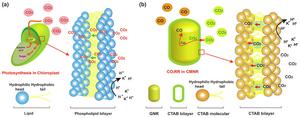 Chloroplast-mimicking nanoreactor for enhanced CO2 electrocatalysis