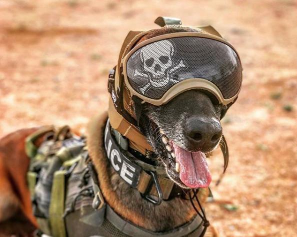 Canine with Hearing Protection and Goggles