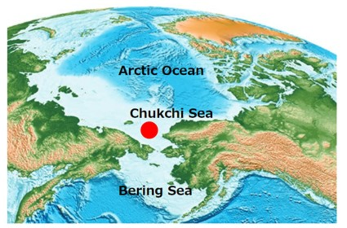 Sampling site of the Arctic strain ARC1 of D. rotunda in the Arctic Ocean (the Chukchi Sea)