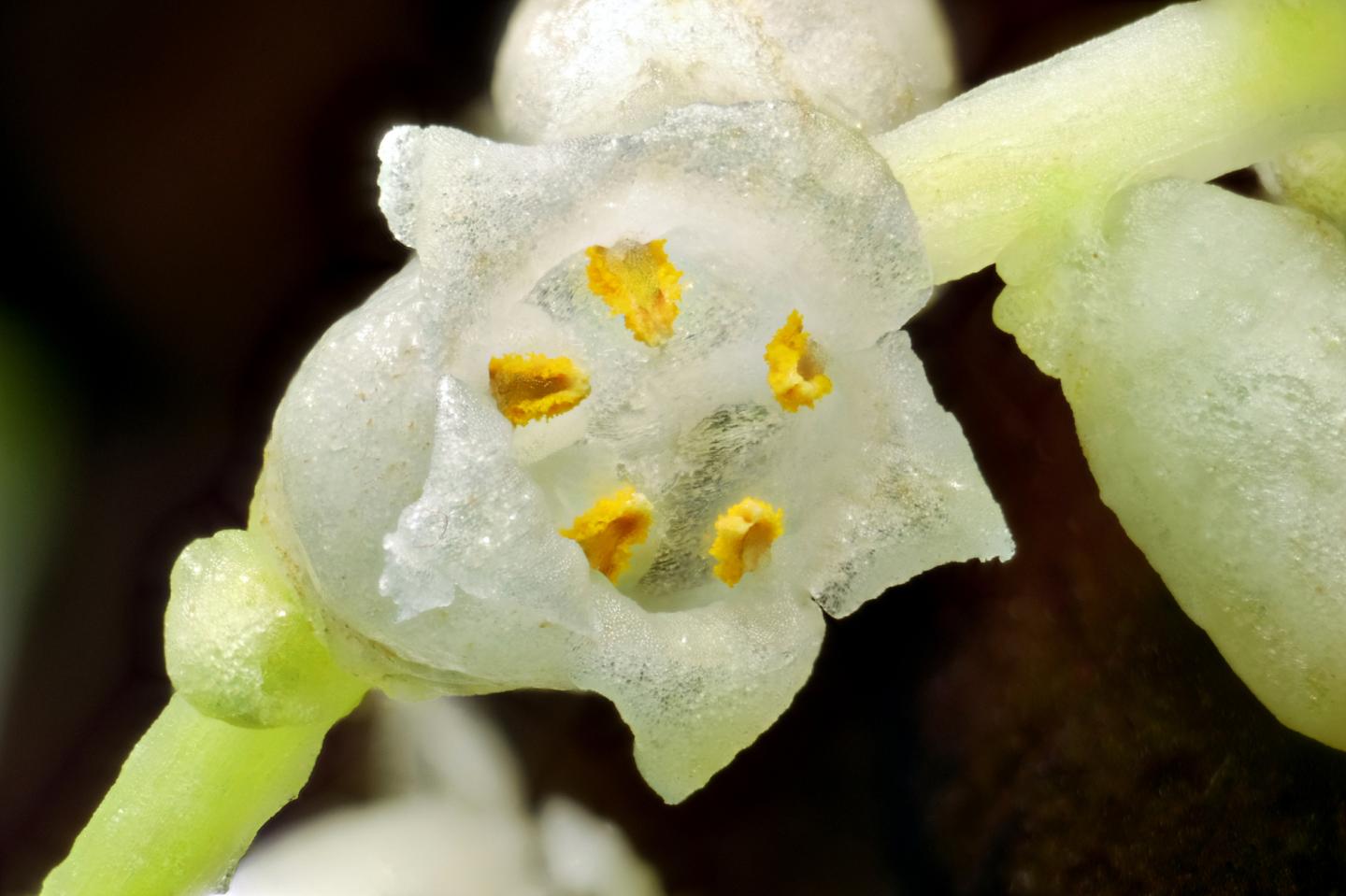 Tomatoes Resist a Parasitic Vine by Detecting Its Peptide (1 of 2)