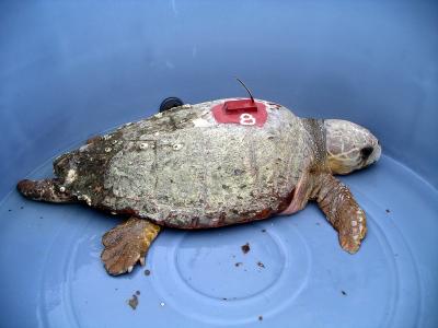 Travel Hazards: 2 Studies Start to Map Pollutant Threats to Turtles (1 of 2)