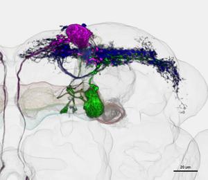 Overlay of MBON-α1, MBON-α3 and UpWiNs in a standard fly brain