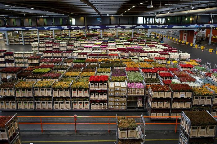 FloraHolland flower warehouse in The Netherlands