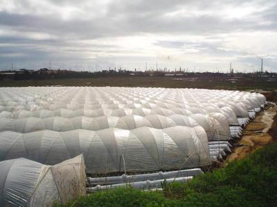 Cultivation of Strawberries