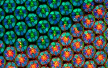 Structural Complexity Emerges during the Development of a Fruit Fly's Eye