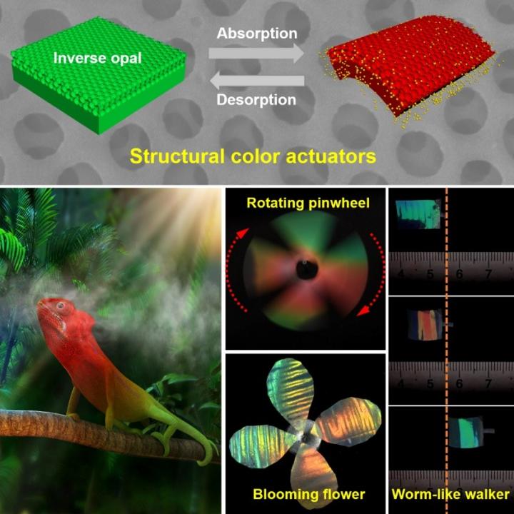 Chameleon-Inspired Structural-Color Soft Actuators Interact with the Environment