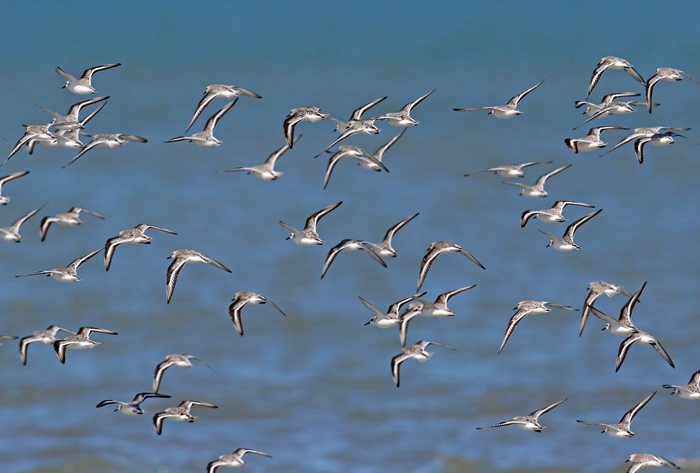 A flock of sanderlings