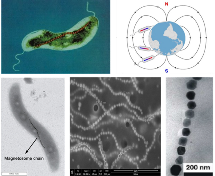 From Magnetic Navigation to Magnetic Targeting: Magnetosome-like Structure with Highly Tumor Tissue Penetration Efficiency was Constructed