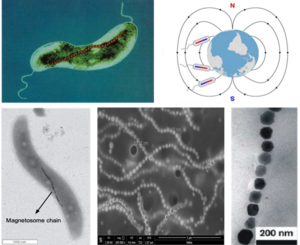 From Magnetic Navigation to Magnetic Targeting: Magnetosome-like Structure with Highly Tumor Tissue Penetration Efficiency was Constructed