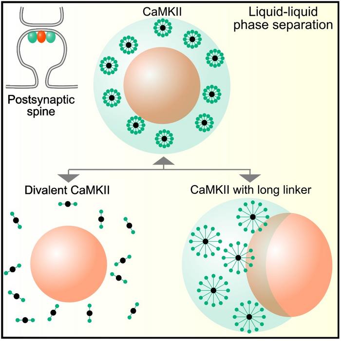 The shape of CaMKII is crucial for the formation of droplet-inside-droplet structures at postsynaptic spines