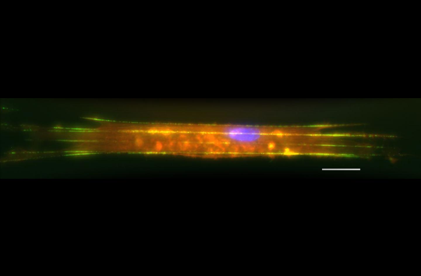 New Force Measurement Platform