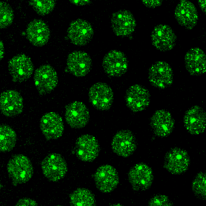 Nuclei with Pol-II spots