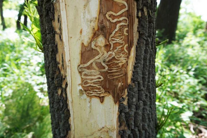 Emerald Ash Borer