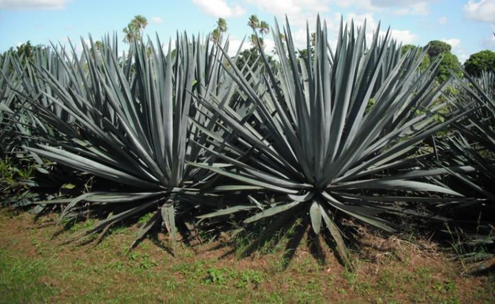 Blue agave (Agave tequilana)