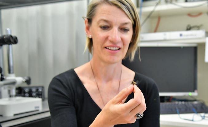 Professor Karin Nordstrom, Flinders University