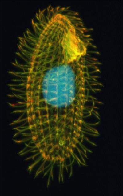 <I>Tetrahymena thermophila</I>